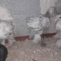 برهما،کوشین