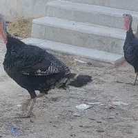 بوقلمون
