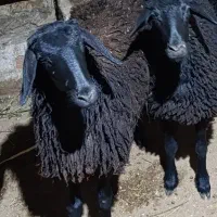 بره ماده