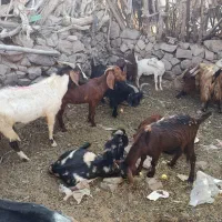گوسفند|حیوانات مزرعه|بیرجند, |دیوار