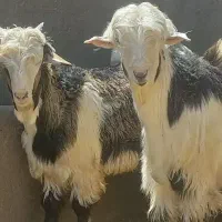 خریدوفروش دام کردستان