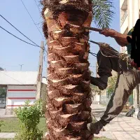 دلاوه هرس وتمام امور مرتبط به نخل