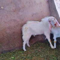 نری|حیوانات مزرعه|بم, |دیوار