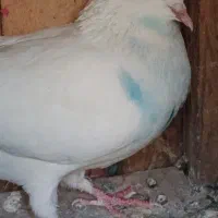 ماده سفید چش زرد
