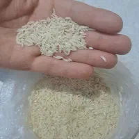 برنج هاشمی خالص بدون واسطه از کشاورز