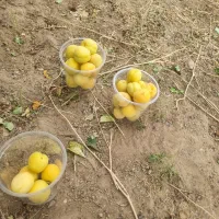 قیصی نوبرانه