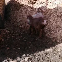 بره قوچی چینی قندوزی