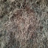 خسیل خشک مال امسال