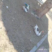 غاز جوان 4ماه