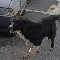 توله قدرجونی 6 ماهه