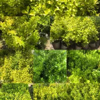 کاشت انواع گل پالم و شمشاد طلایی و یاس هلندی