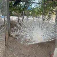 طاووس|پرنده|ساوه, |دیوار