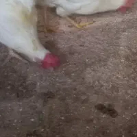 8عدد مرغ تخم گذار