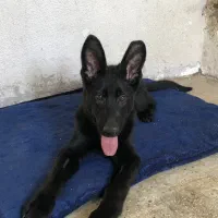 ژرمن شپرد بلک