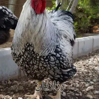 جوجه مرغ و خروس زینتی ( ویاندوت)