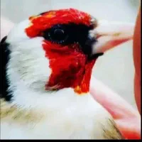 سهره مست