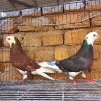 فروش چند طوقی کفتر