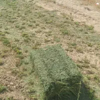 پرس یونجه