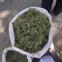 آذربه عرقی،الوند