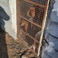 بز با دوتا کهره ماده