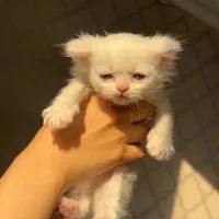 گربه|گربه|اهواز, کیانپارس |دیوار
