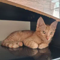 واگذاری بچه گربه ۴ ماهه