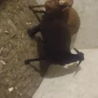بره ماده نژاد دار