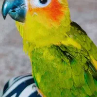 طوطی خورشیدی