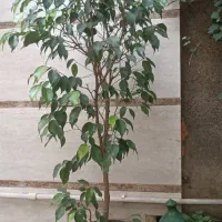بنجامین