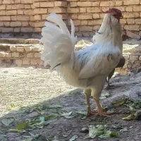 مرغ خروس سلطان