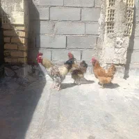 خروس ومرغ زیبا