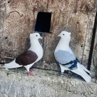 ۱۵ تا کبوتر درجه یک بدون عیب  تکی ندارم همه با همن