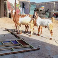 کهره درجه یک