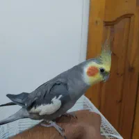 عروس هلندی سخنگو