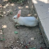 خرگوش