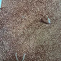 موکت