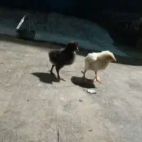 جوجه لاری اوشامو خالص
