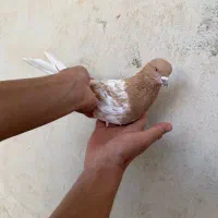 کبوتر کل زرد