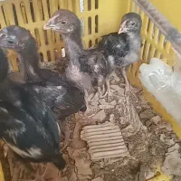 جوجه لاری