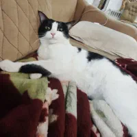 گربه