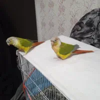 گرینچیگ. نر وماده ب شرط