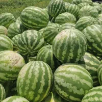 هندوانه فروشی