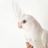 جوجه عروس هلندی دون خور دستی آلبینو