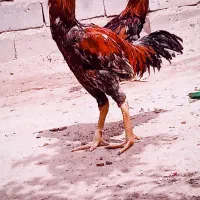 خروس|حیوانات مزرعه|میناب, |دیوار