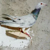 جفت نر پرشی جفت ۲تومن مفت