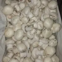 قارچ درجه۲ قیمت ۱۴۰ تومان
