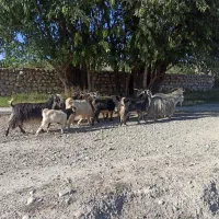 بز بختیاری  کیلویی