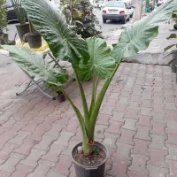 گل باباآدم