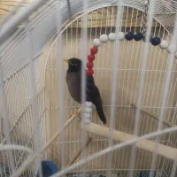 مرغ مینا نژاد دار