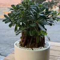 گل اپارتمانی بونسای